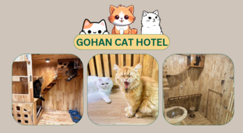 GoHan Cat Hotel  1