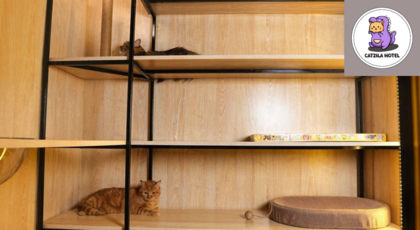 Catzilla hotel 3