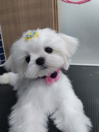 HAPPY PET HOSPITAL  null?1765894061