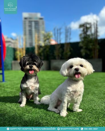 HAPPY PET HOSPITAL  null?1765894062