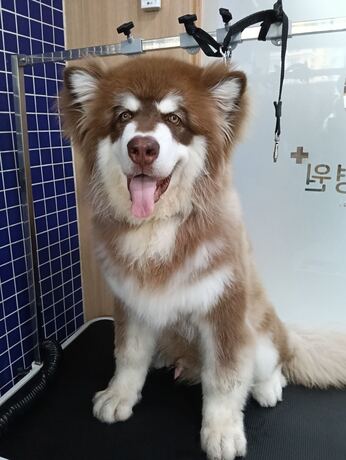 HAPPY PET HOSPITAL  null?1765894280