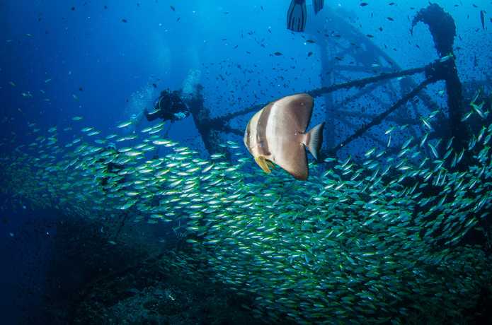 Thai Ocean Academy  null?1772169078