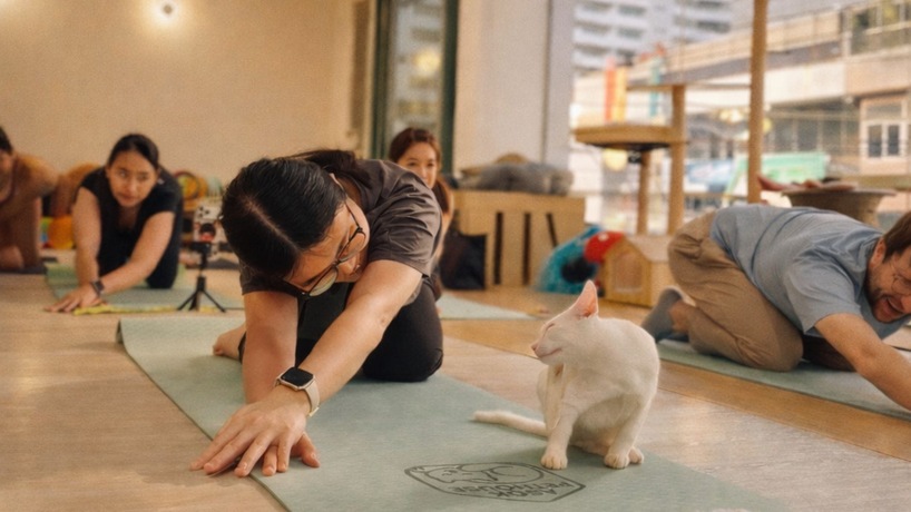 Asok Pethouse, Cat Cafe  image_picker_C3F44BBC-5644-4785-868A-0C3CE26FE556-1111-00000033A52F8A9A