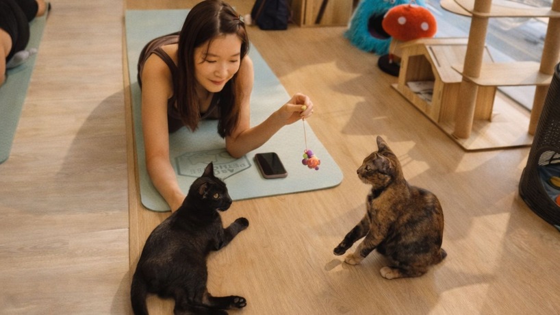 Asok Pethouse, Cat Cafe  image_picker_19C79020-98E0-48B7-8A87-227A555FBDC6-1111-00000033A512DE0A
