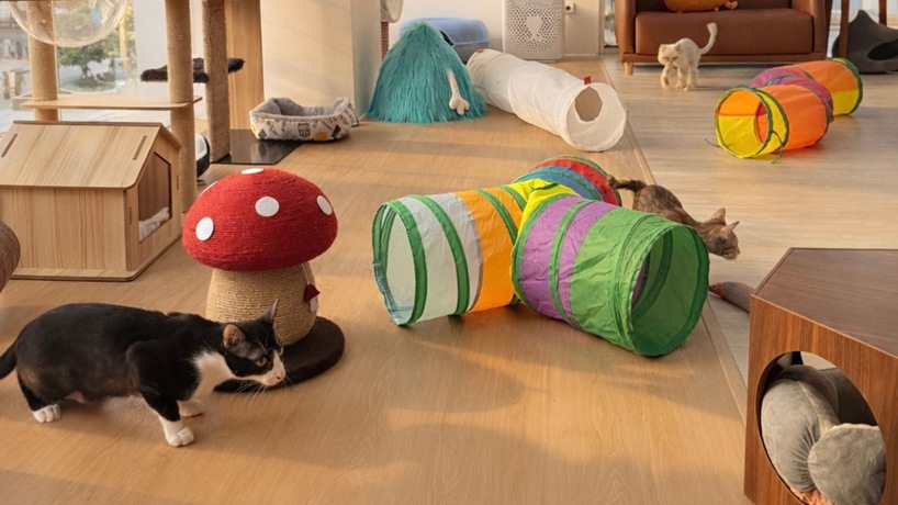 Asok Pethouse, Cat Cafe  image_picker_9CF8556E-7FED-456B-968C-8E82696DE197-1111-00000033A54C6B1D