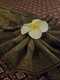 scaled_1000048412
