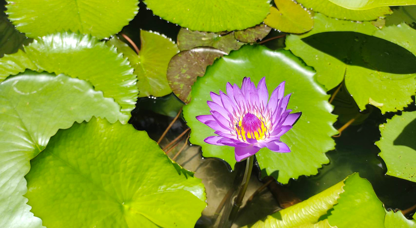 Blue Lotus Well-Being Spa (Wyndham HuaHin Pranburi Hotel) Blue Lotus Well-Being Spa (Wyndham HuaHin Pranburi Hotel) - สปา บลูโลตัสเวลบีอิ้ง ปราณบุรี 11